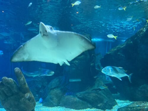 バンコク 水族館