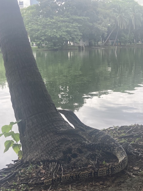 バンコク　ルンピニ公園