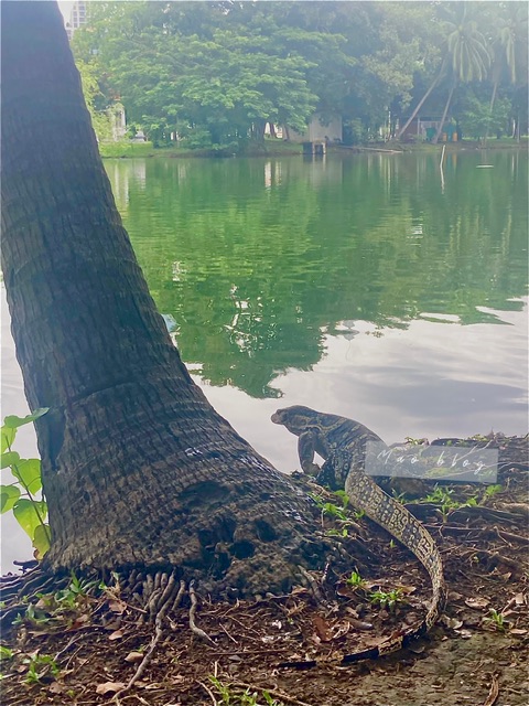 ルンピニ公園 バンコク